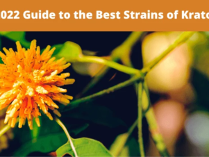 Ultimate Guide to Kratom Strains