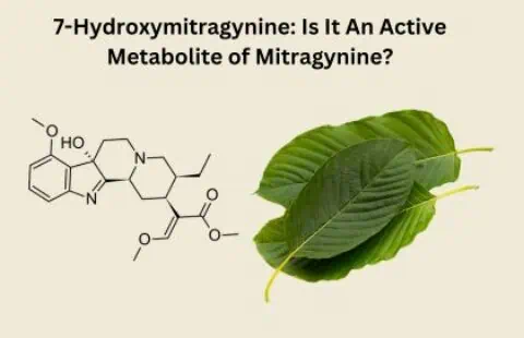 7-Hydroxymitragynine: Is It An Active Metabolite of Mitragynine?