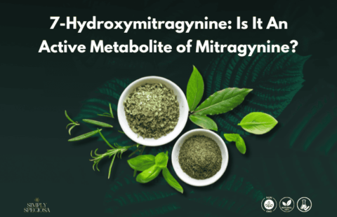 7-Hydroxymitragynine: Is It An Active Metabolite of Mitragynine?