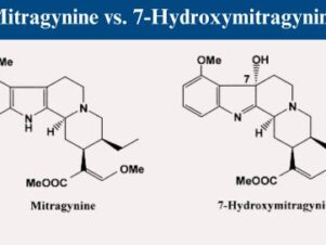 Mitragynine vs 7-Hydroxymitragynine: What Are The Misconceptions And What Does The World Need To Know?