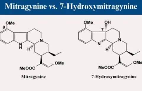 Mitragynine vs 7-Hydroxymitragynine: What Are The Misconceptions And What Does The World Need To Know?