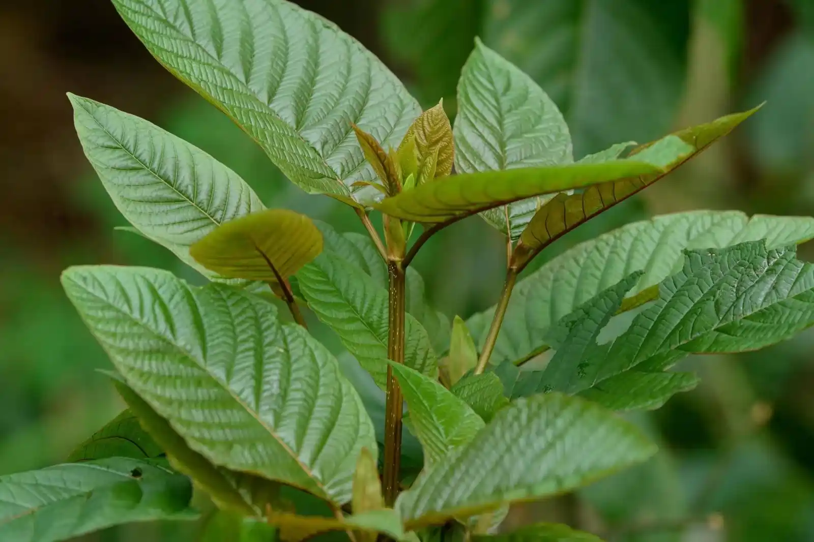 Southeast Asian herb